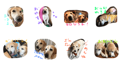 Labradornico