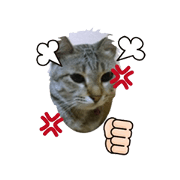 Cat Love1