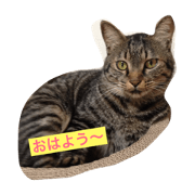 Very cute cat stamps