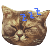 Cat of the name to say YONE