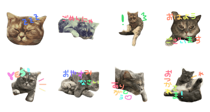 Cat of the name to say YONE