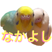 Dog and bird living together. part2