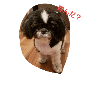 doglife1