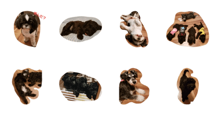 doglife1