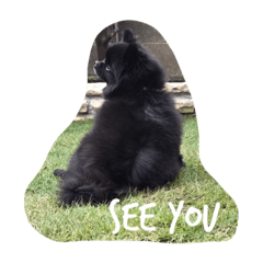 Cute black pomeranian!