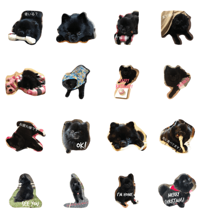 Cute black pomeranian!