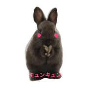 Rabbit@3Dog's