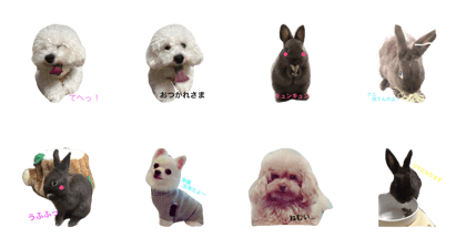 Rabbit@3Dog's