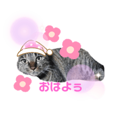 Sakura & Roze Nyanko stickers 1