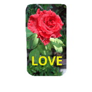 Love Flower 23