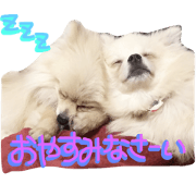 happydogs