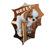 shih Tzu dog azuchan and chatokun