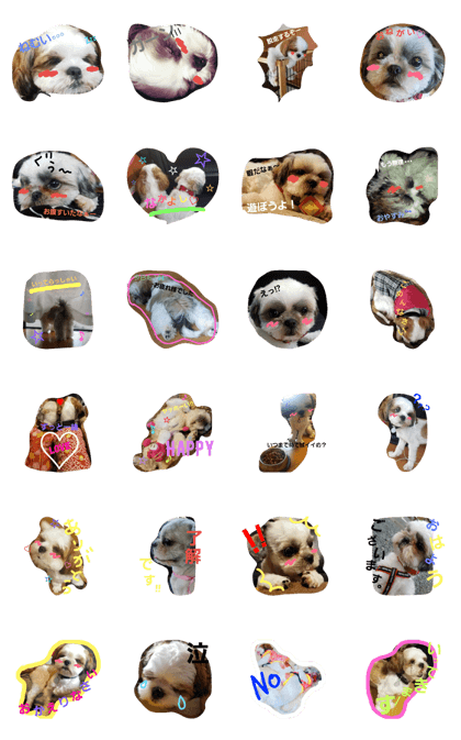 shih Tzu dog azuchan and chatokun