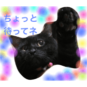 Black cat,kutsu kun
