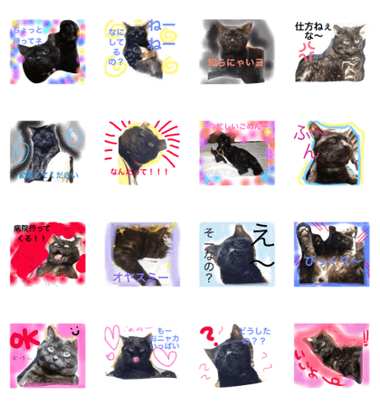 Black cat,kutsu kun