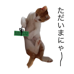 former stray cat myasuke