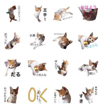 former stray cat myasuke