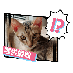 阿潘萌寵