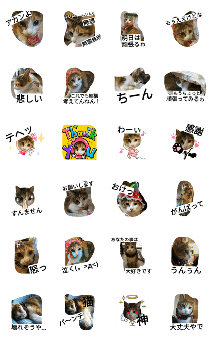 warabi  3