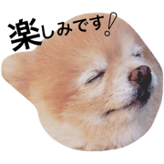Gon of Pomeranian REAL2