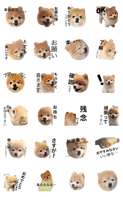 Gon of Pomeranian REAL2