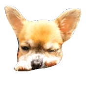 Cute everyday of Chihuahua