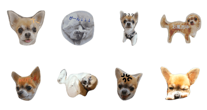 Cute everyday of Chihuahua
