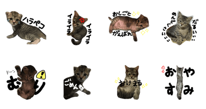 bu-tarosan