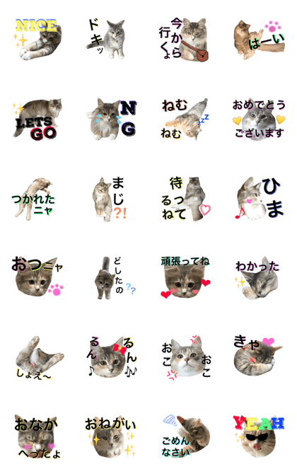Norway Caat