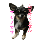 Chihuahua HaruReochan