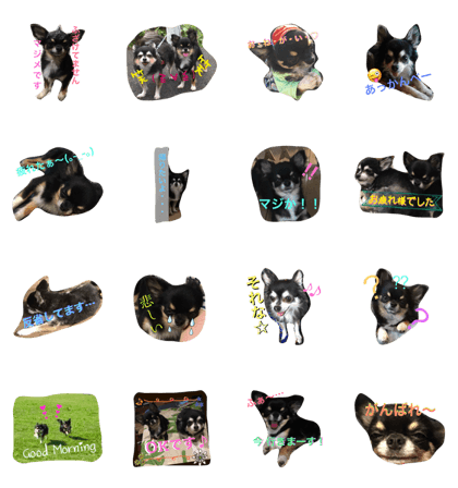 Chihuahua HaruReochan