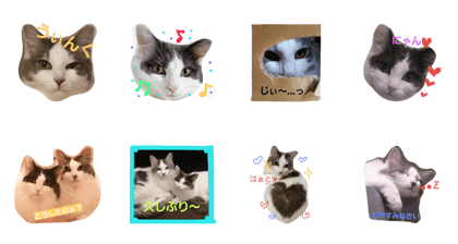 cat of twins mu&ran