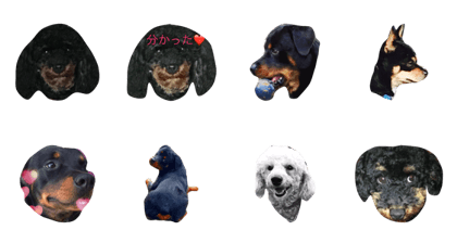 dogslove