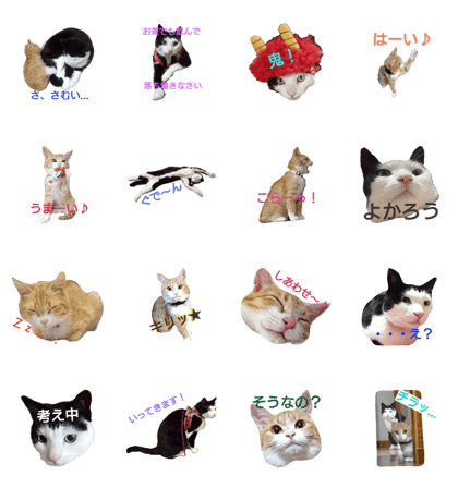 tetsu & komugi lovely cats 2