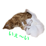 ucino neko 2hiki 3