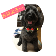 portuguesewaterdog  ribon