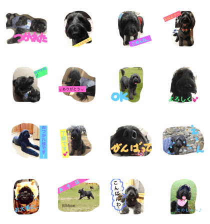 portuguesewaterdog  ribon