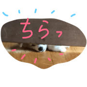 chacha-maru