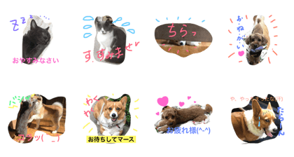 chacha-maru