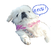 cute does!