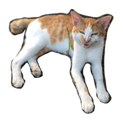 love cats!part3