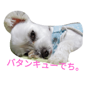 3dog 1cat Tink