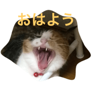 Yaya The Cat