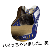 Mr. LEGO of the cat