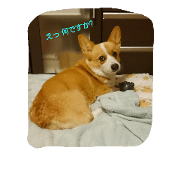 corgi life 2
