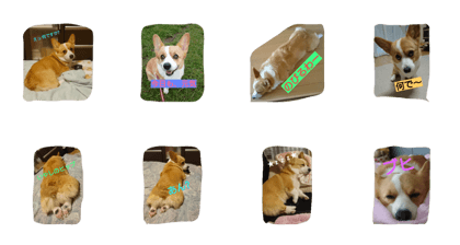 corgi life 2