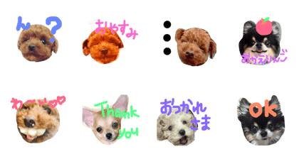 okd house dog