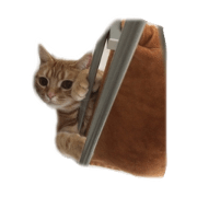 ucino neko 2hiki 4