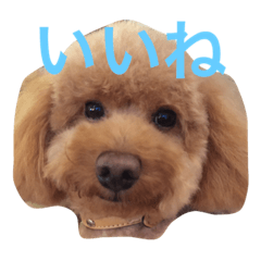 TEDDY DOG
