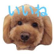 TEDDY DOG